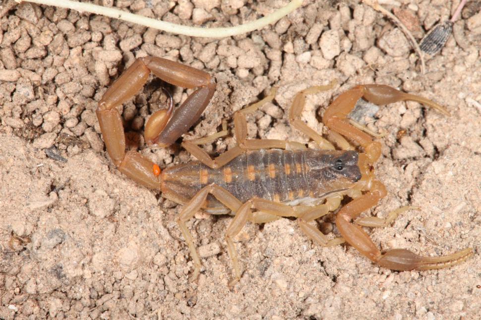 scorpion.jpg